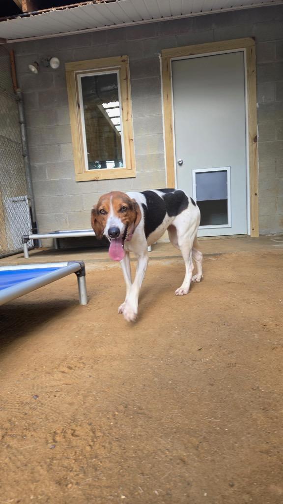 Enlarge Bee, a Adoptable Foxhound in Hampton, VA image 1/3