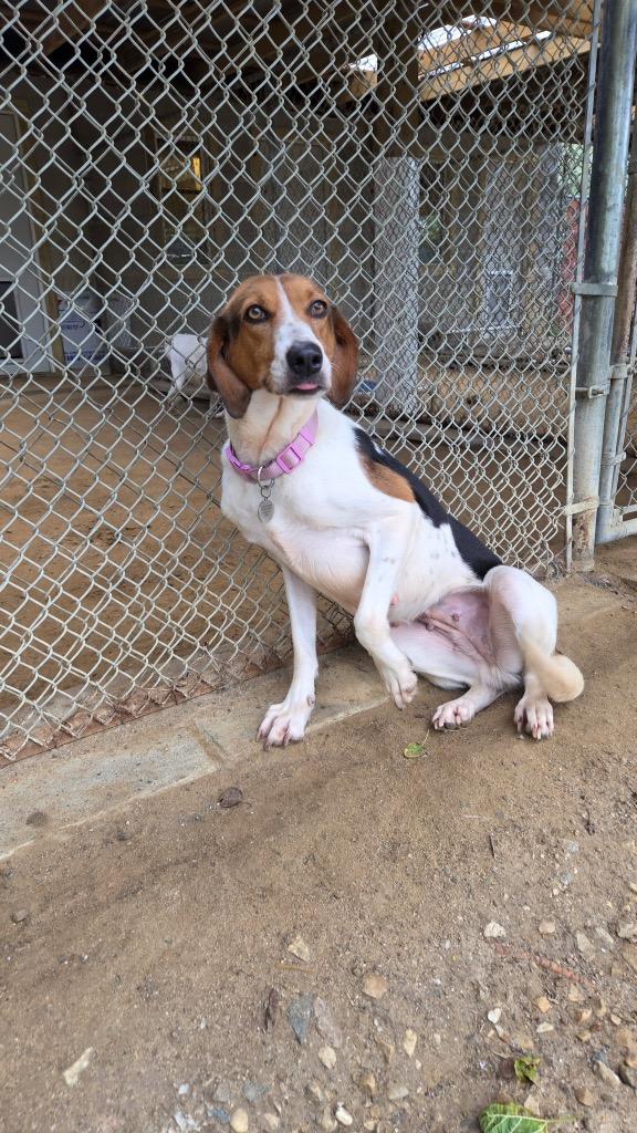 Enlarge Bee, a Adoptable Foxhound in Hampton, VA image 2/3