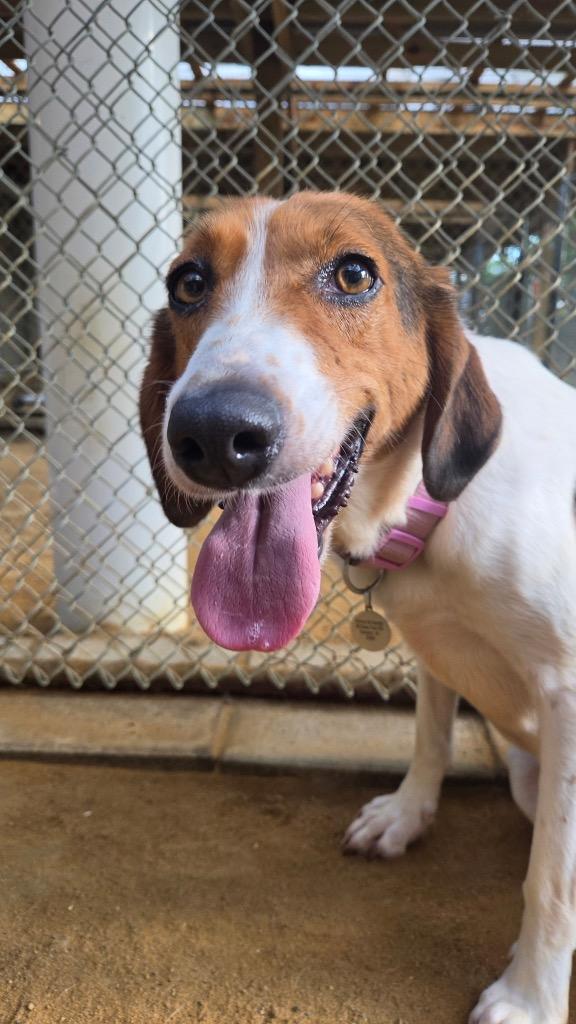 Enlarge Bee, a Adoptable Foxhound in Hampton, VA image 3/3