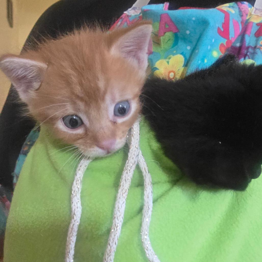 Eddie Brock, Adoptable, Kitten Male Domestic Short Hair.