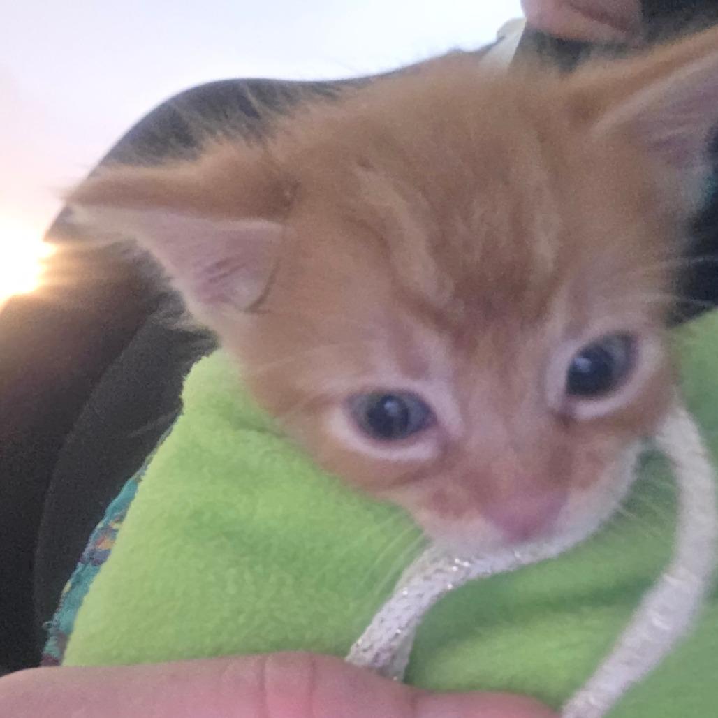 Enlarge Eddie Brock, a Adoptable Domestic Short Hair in Escondido, CA image 2/6