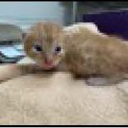 Enlarge Eddie Brock, a Adoptable Domestic Short Hair in Escondido, CA image 3/6