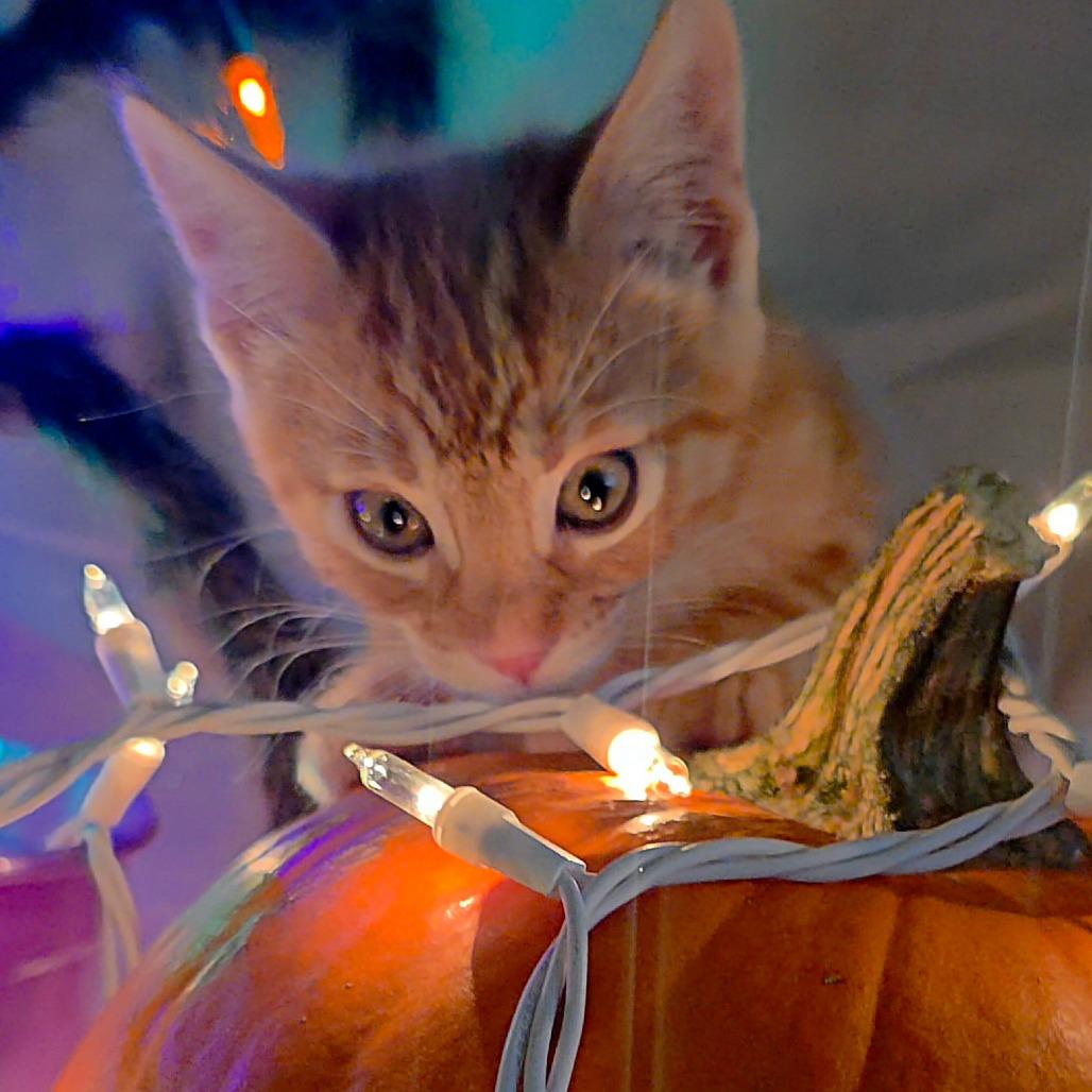 Enlarge Eddie Brock, a Adoptable Domestic Short Hair in Escondido, CA image 6/6