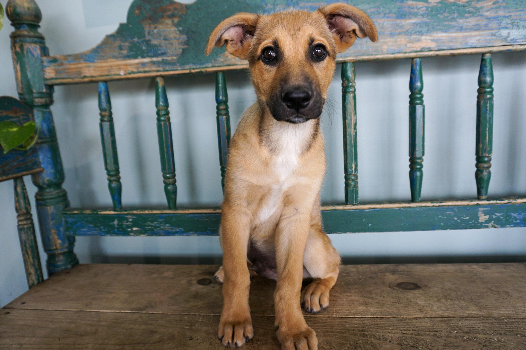 Enlarge Crunch, a ADOPTABLE German Shepherd Dog in San Antonio, TX image 1/3