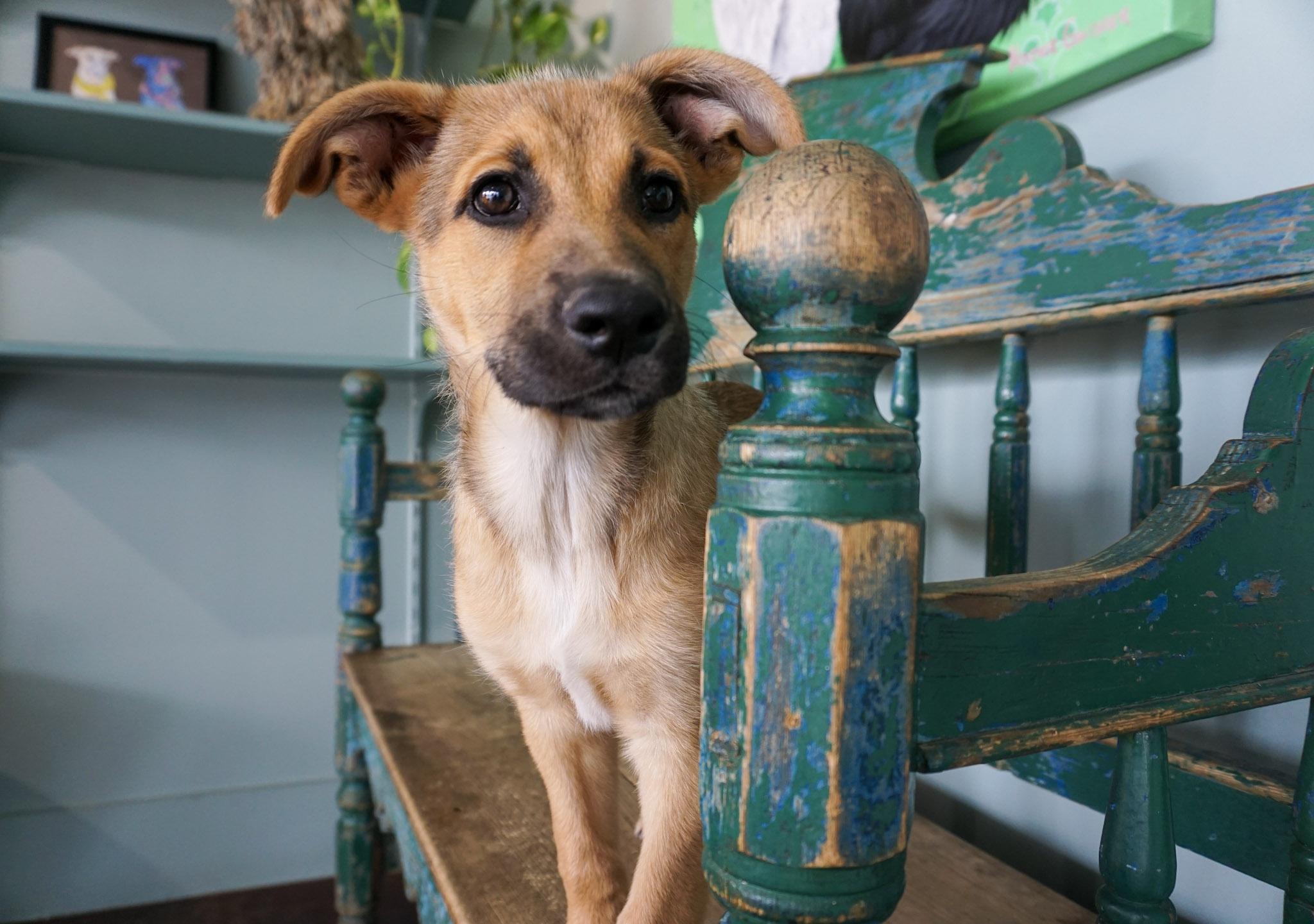 Enlarge Crunch, a ADOPTABLE German Shepherd Dog in San Antonio, TX image 3/3