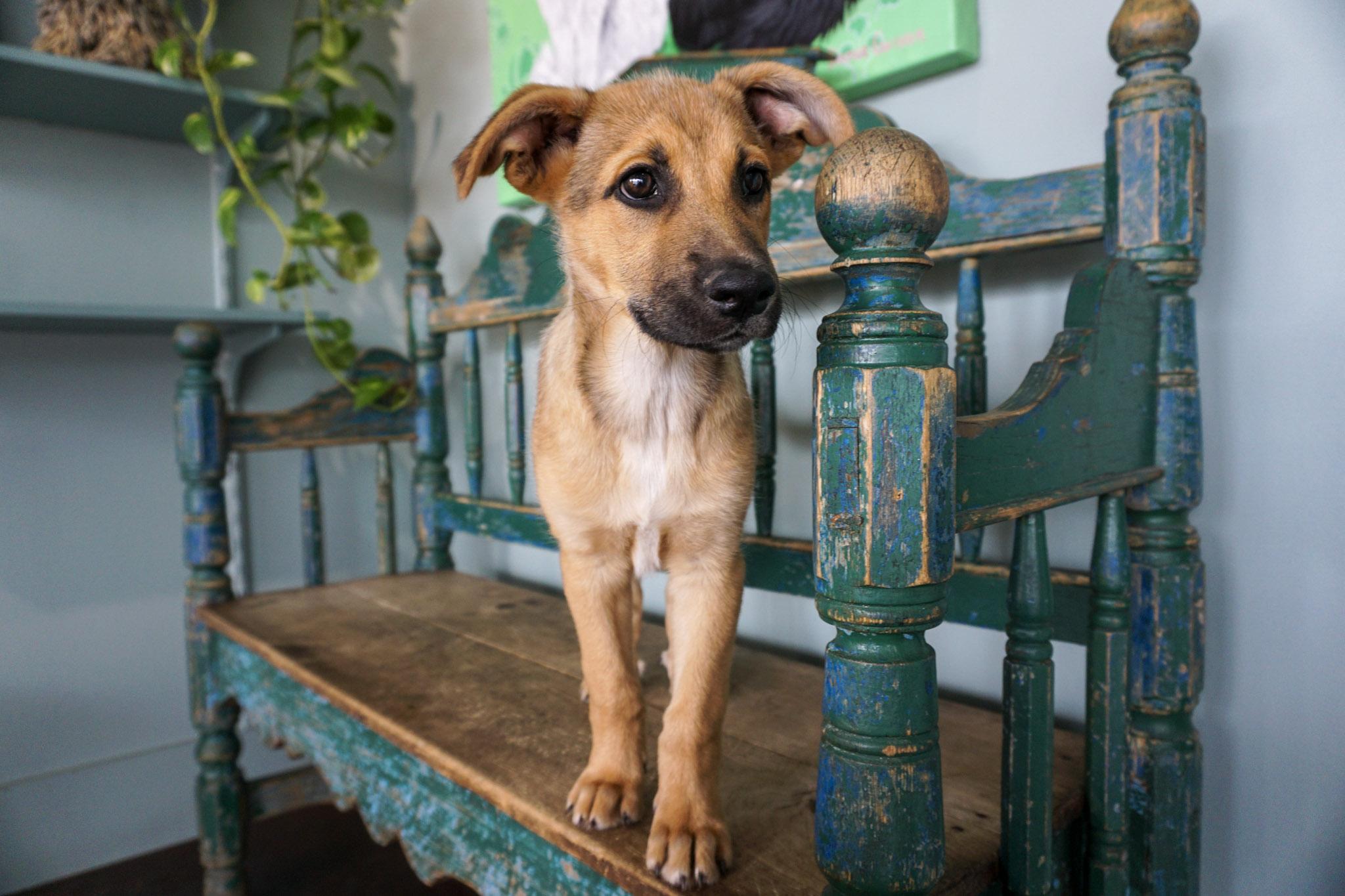 Enlarge Crunch, a ADOPTABLE German Shepherd Dog in San Antonio, TX image 2/3