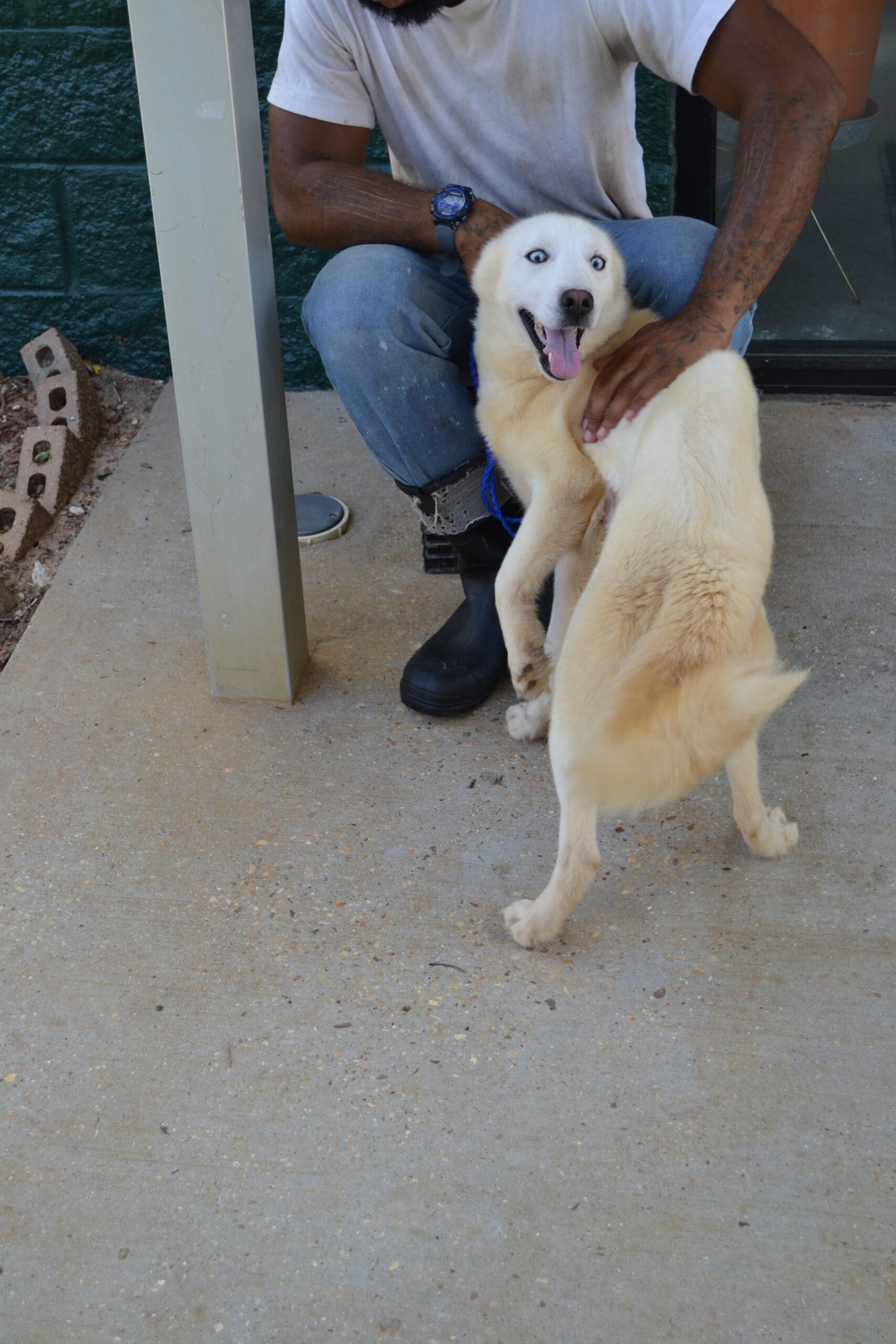 Snow, a Adoptable Siberian Husky in Jackson, LA image 2/2