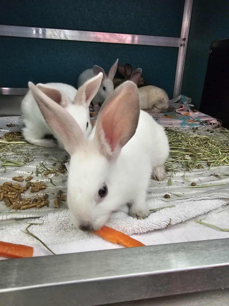 Enlarge Bunilla Ice, a Adoptable American in Kodiak, AK image 1/1