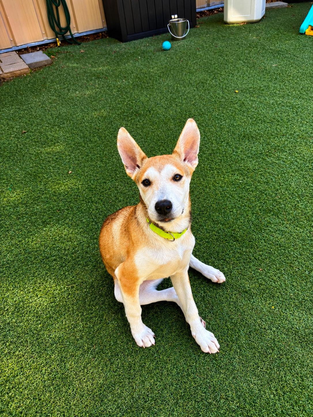 Meg, adoptable, Puppy Female Mixed Breed.