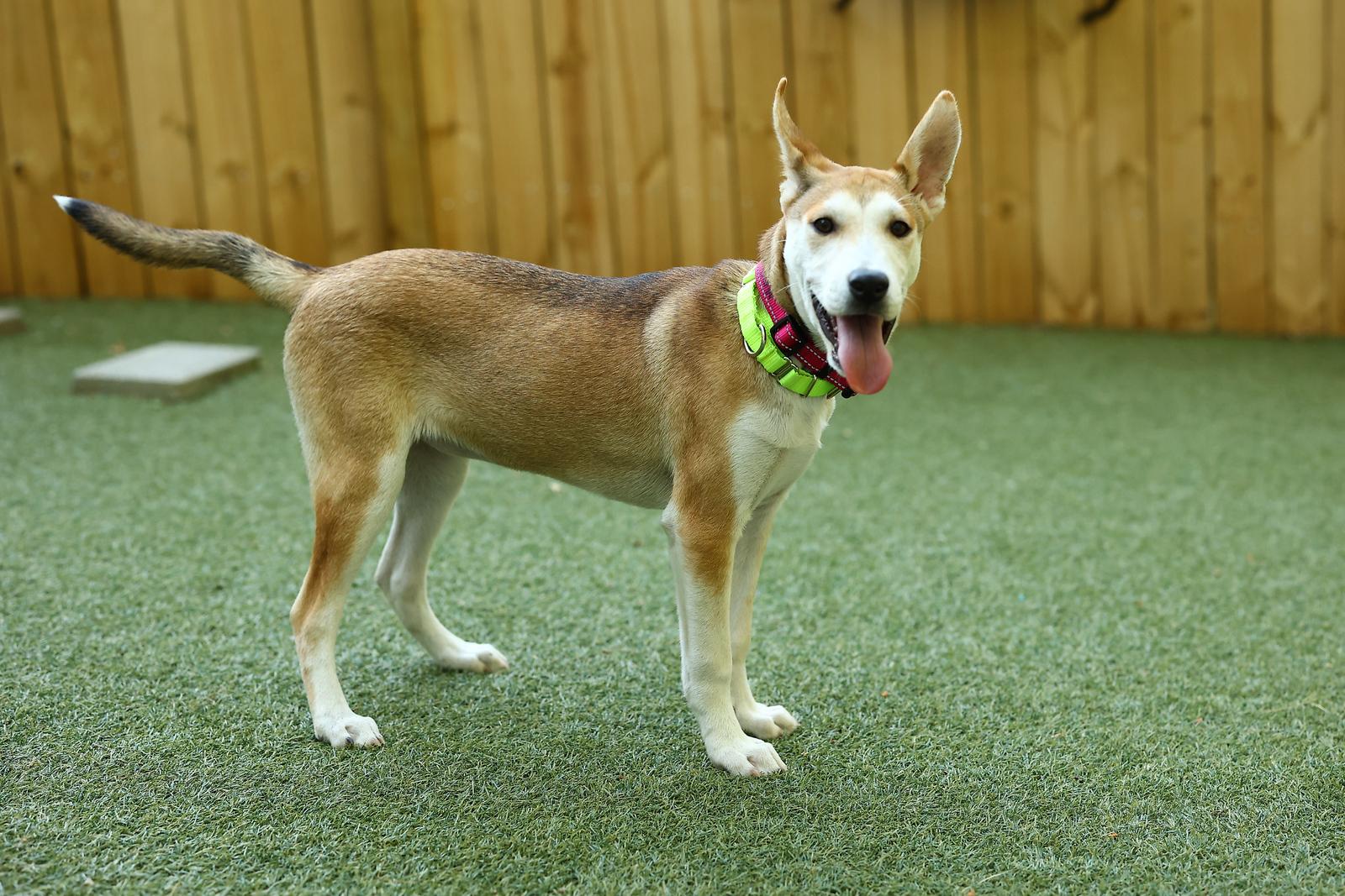 Enlarge Meg, an adoptable Mixed Breed in Pembroke, MA image 3/5
