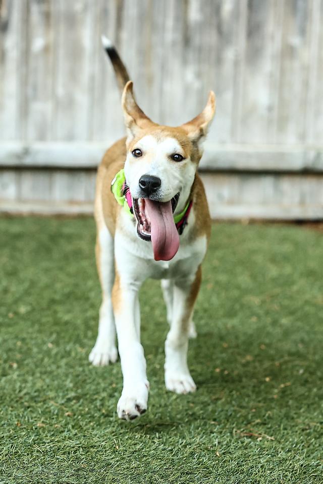 Enlarge Meg, an adoptable Mixed Breed in Pembroke, MA image 4/5