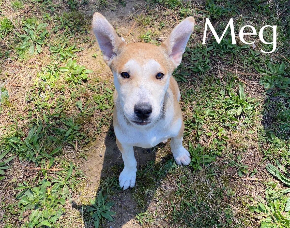 Enlarge Meg, an adoptable Mixed Breed in Pembroke, MA image 2/5