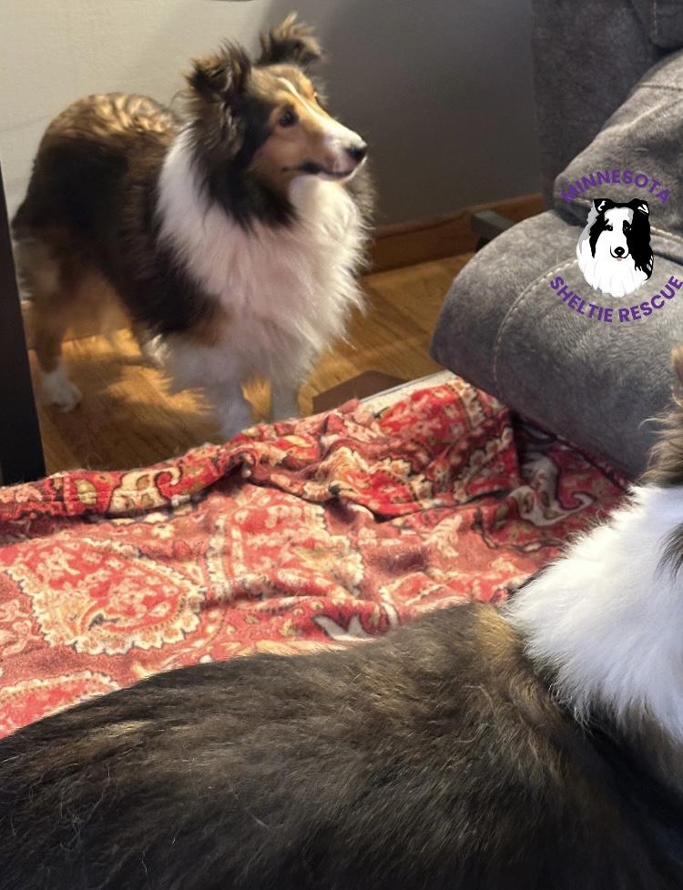 Fawn, an adopted Shetland Sheepdog / Sheltie in Circle Pines, MN image 2/6
