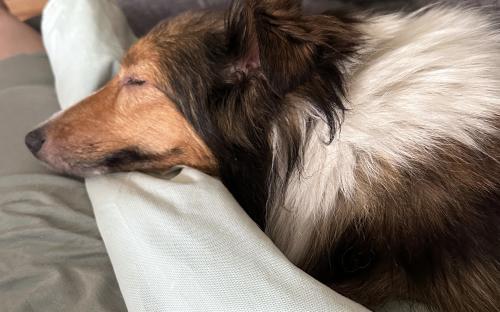 Fawn, an adopted Shetland Sheepdog / Sheltie in Circle Pines, MN image 5/6