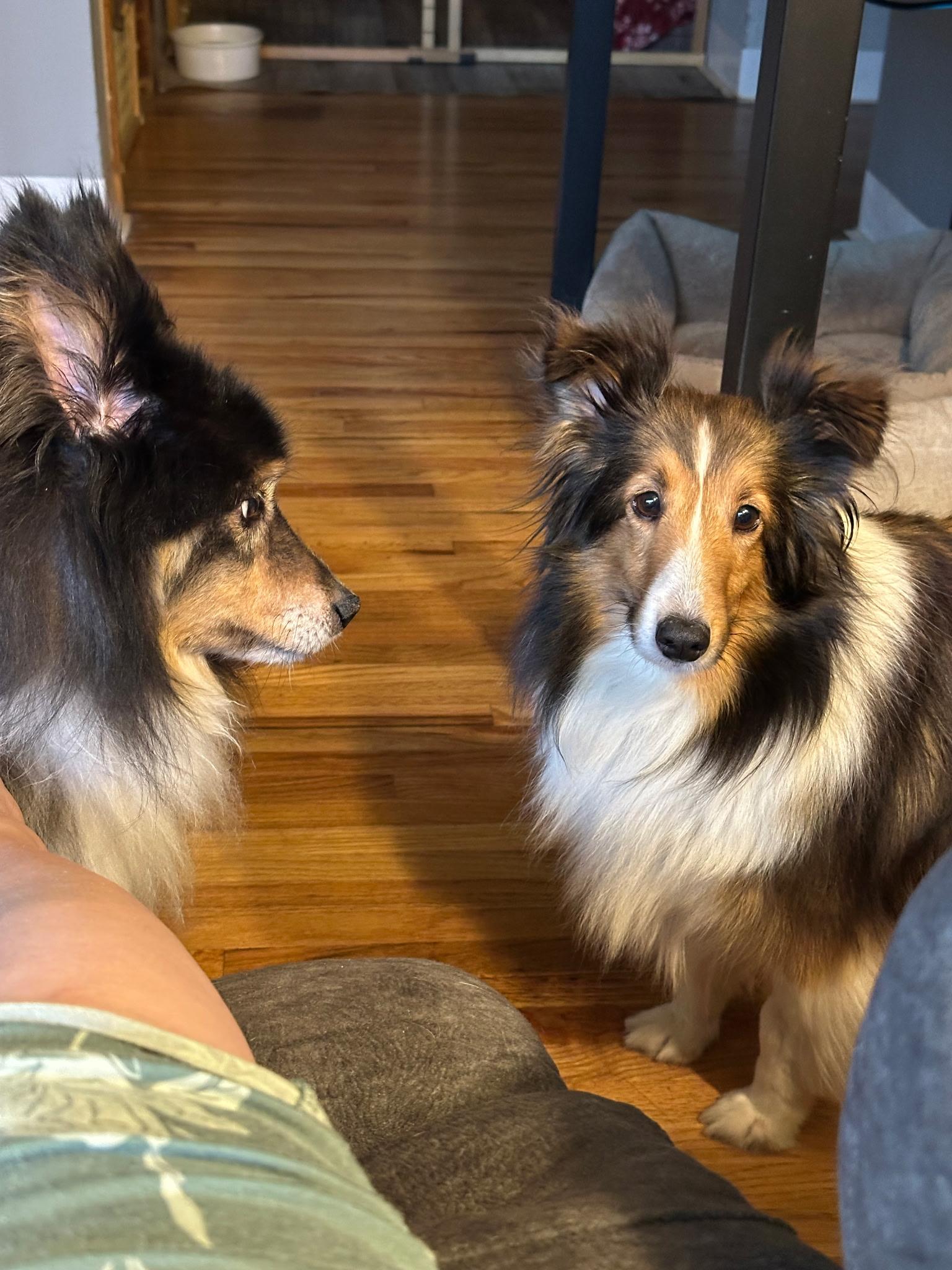 Fawn, an adopted Shetland Sheepdog / Sheltie in Circle Pines, MN image 6/6
