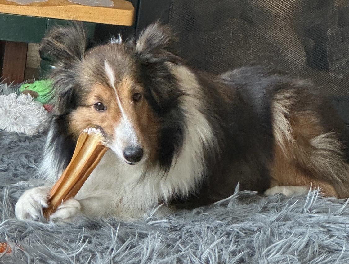 Fawn, an adopted Shetland Sheepdog / Sheltie in Circle Pines, MN image 4/6