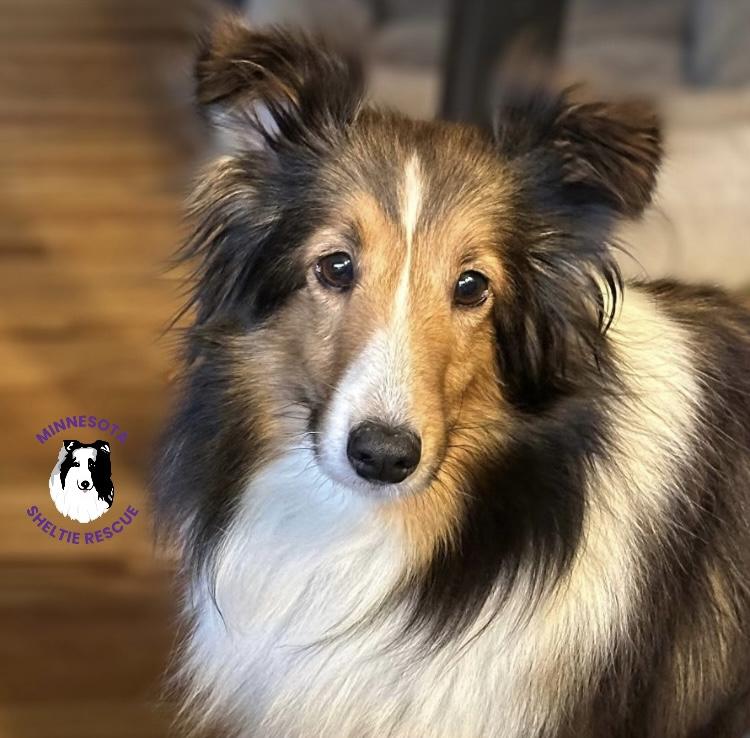Fawn, adopted, Adult Female Shetland Sheepdog / Sheltie.