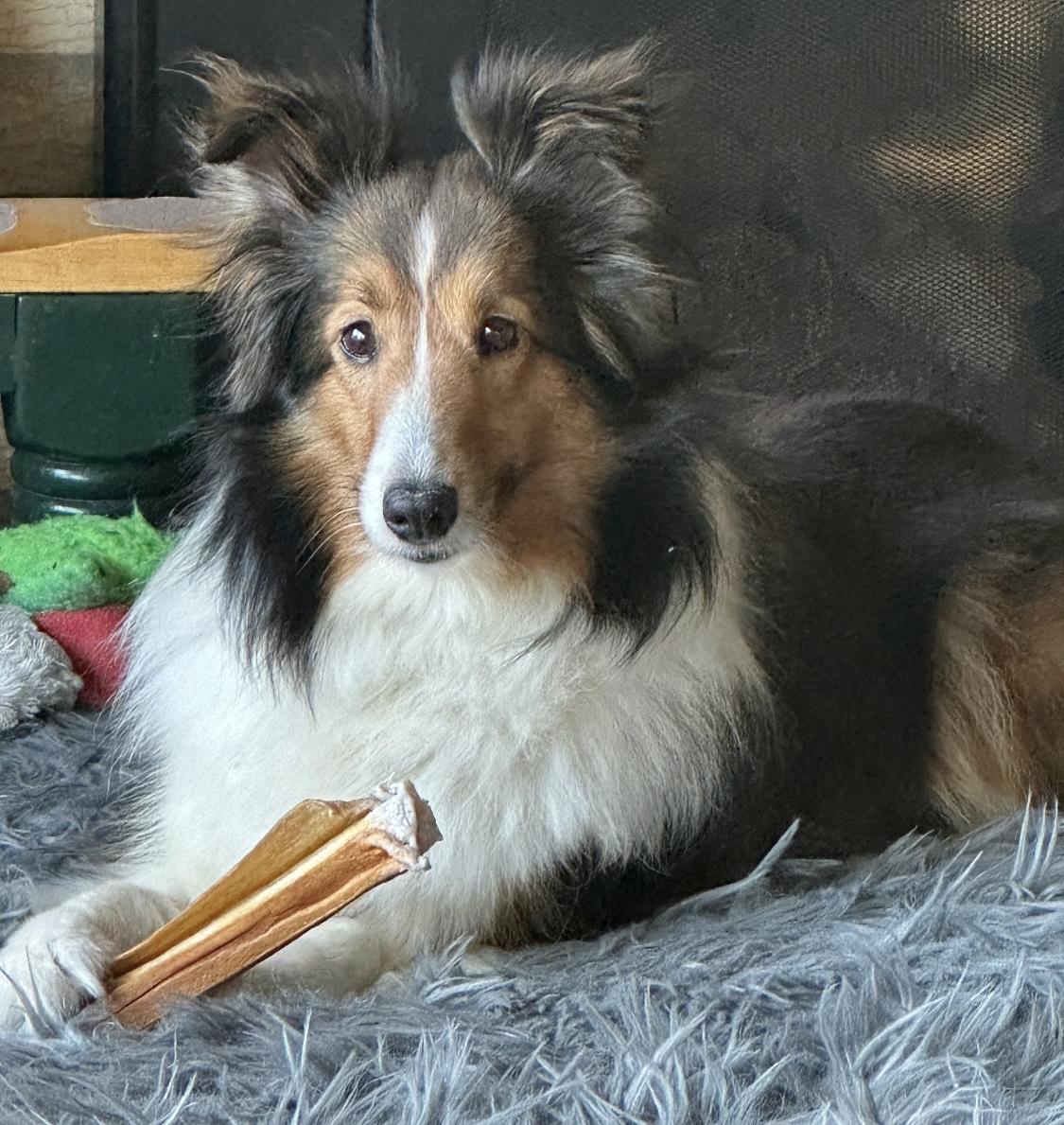 Fawn, an adopted Shetland Sheepdog / Sheltie in Circle Pines, MN image 3/6