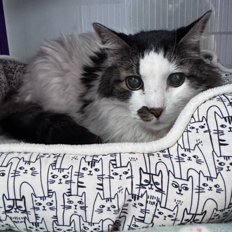 Quork, Adoptable, Senior Male Domestic Long Hair.