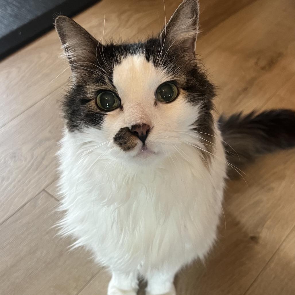 Enlarge Quork, a Adoptable Domestic Long Hair in Denver, CO image 2/6