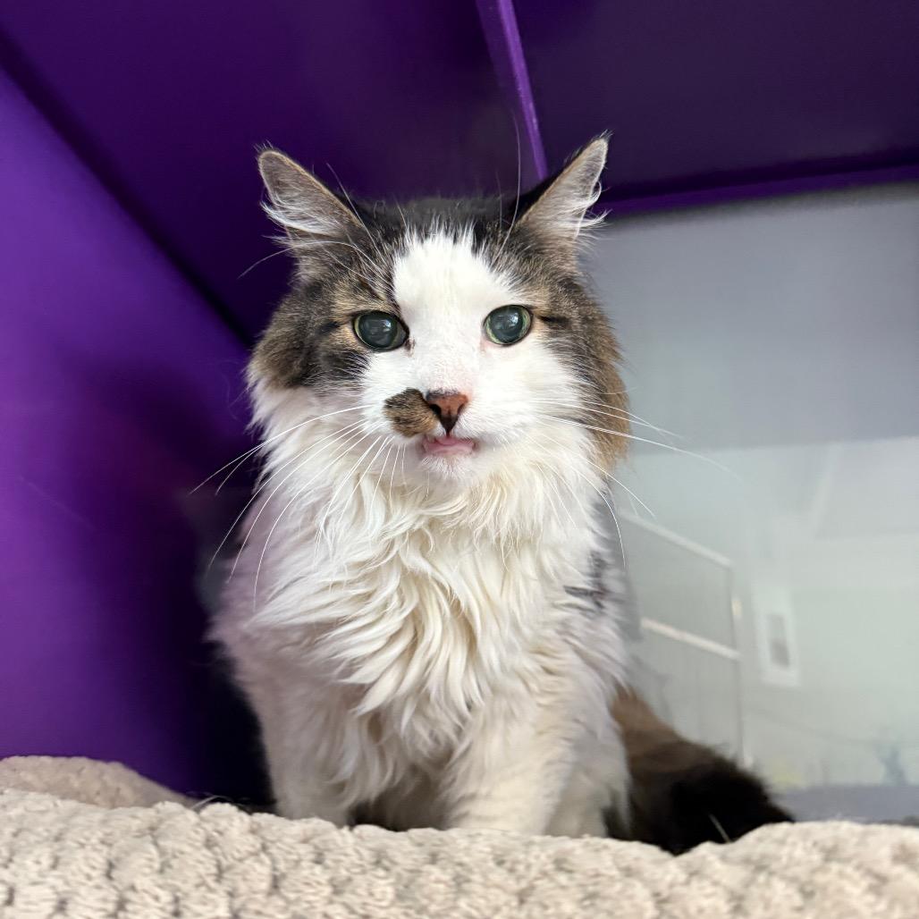 Enlarge Quork, a Adoptable Domestic Long Hair in Denver, CO image 3/6