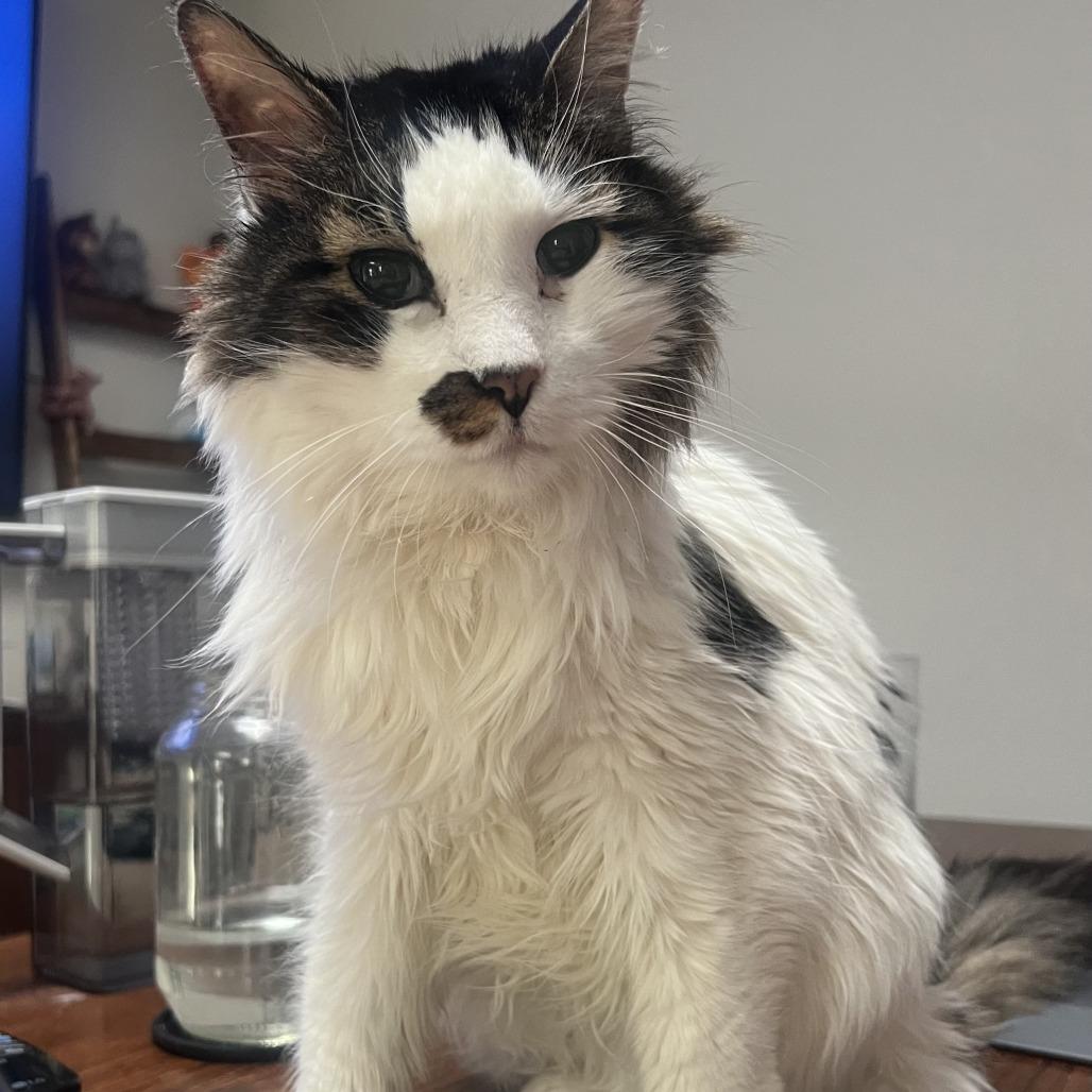 Enlarge Quork, a Adoptable Domestic Long Hair in Denver, CO image 4/6