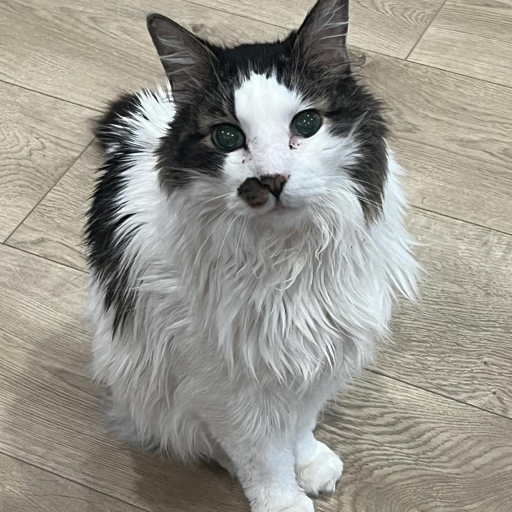 Enlarge Quork, a Adoptable Domestic Long Hair in Denver, CO image 5/6