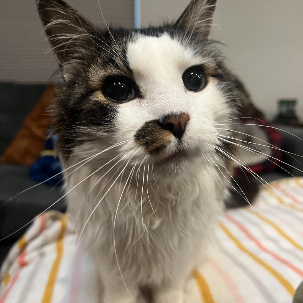 Enlarge Quork, a Adoptable Domestic Long Hair in Denver, CO image 6/6