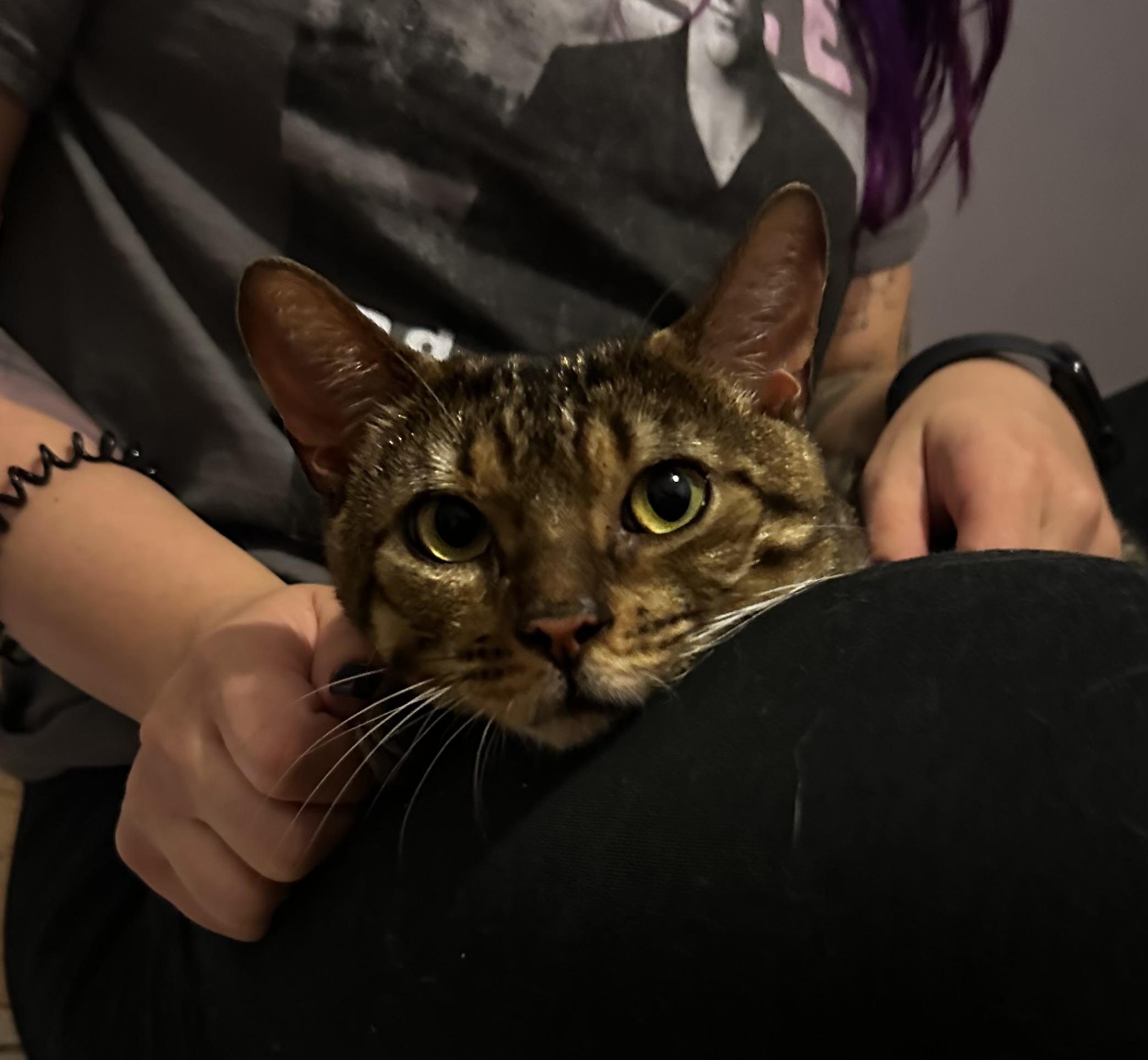Biscotti, a ADOPTABLE Domestic Short Hair in Mississauga, ON image 3/5