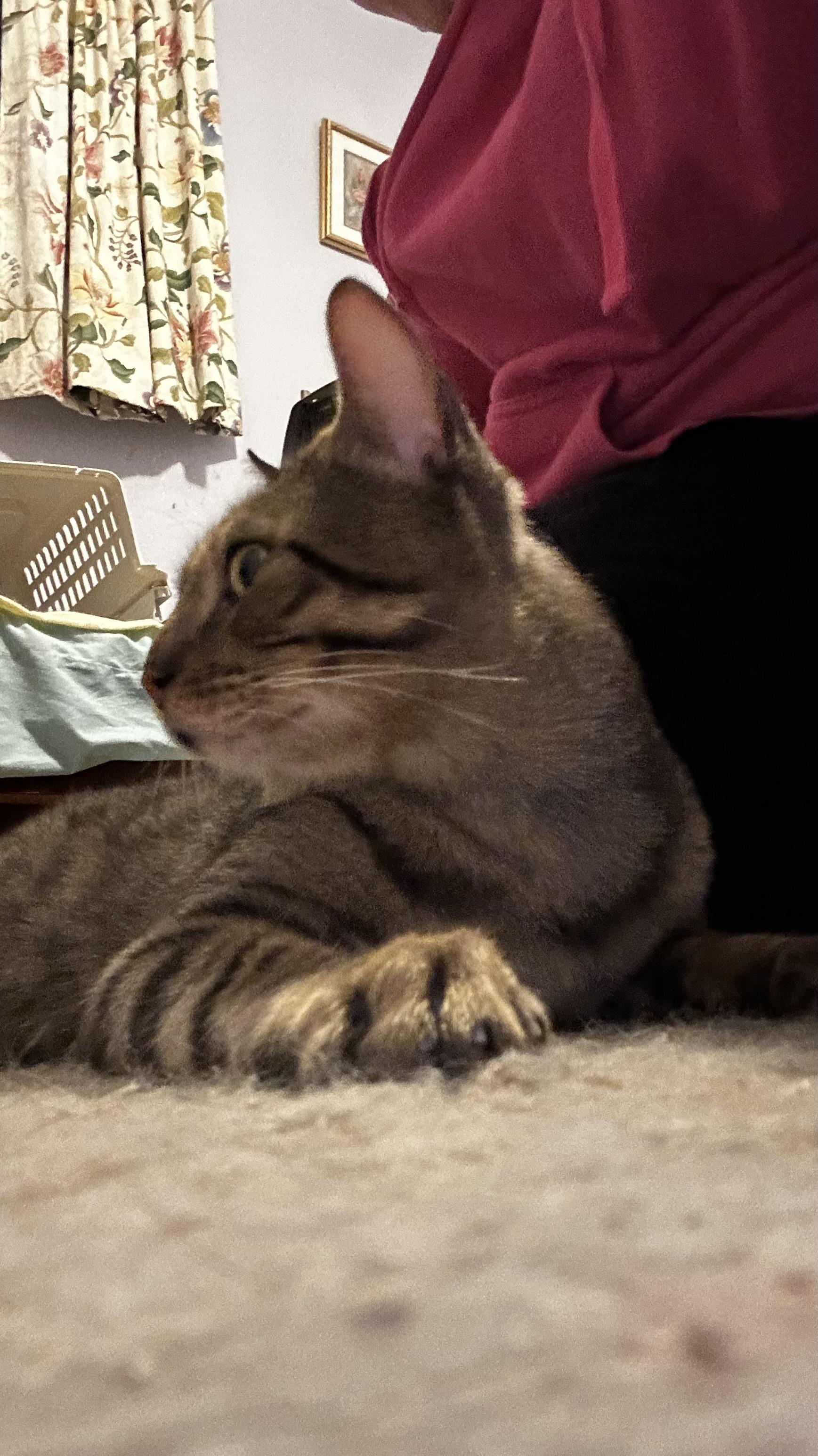 Biscotti, a ADOPTABLE Domestic Short Hair in Mississauga, ON image 4/5