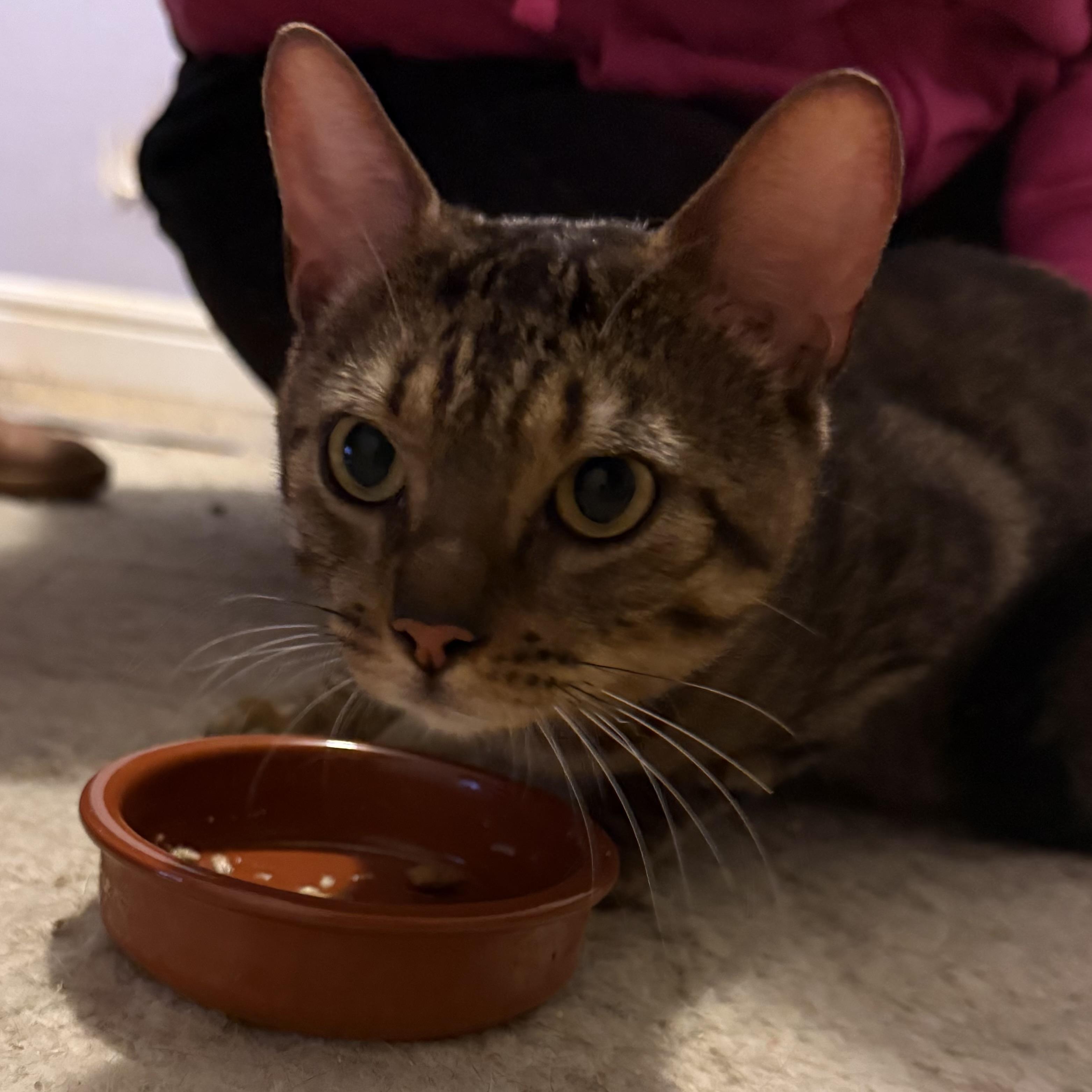 Biscotti, a ADOPTABLE Domestic Short Hair in Mississauga, ON image 2/5