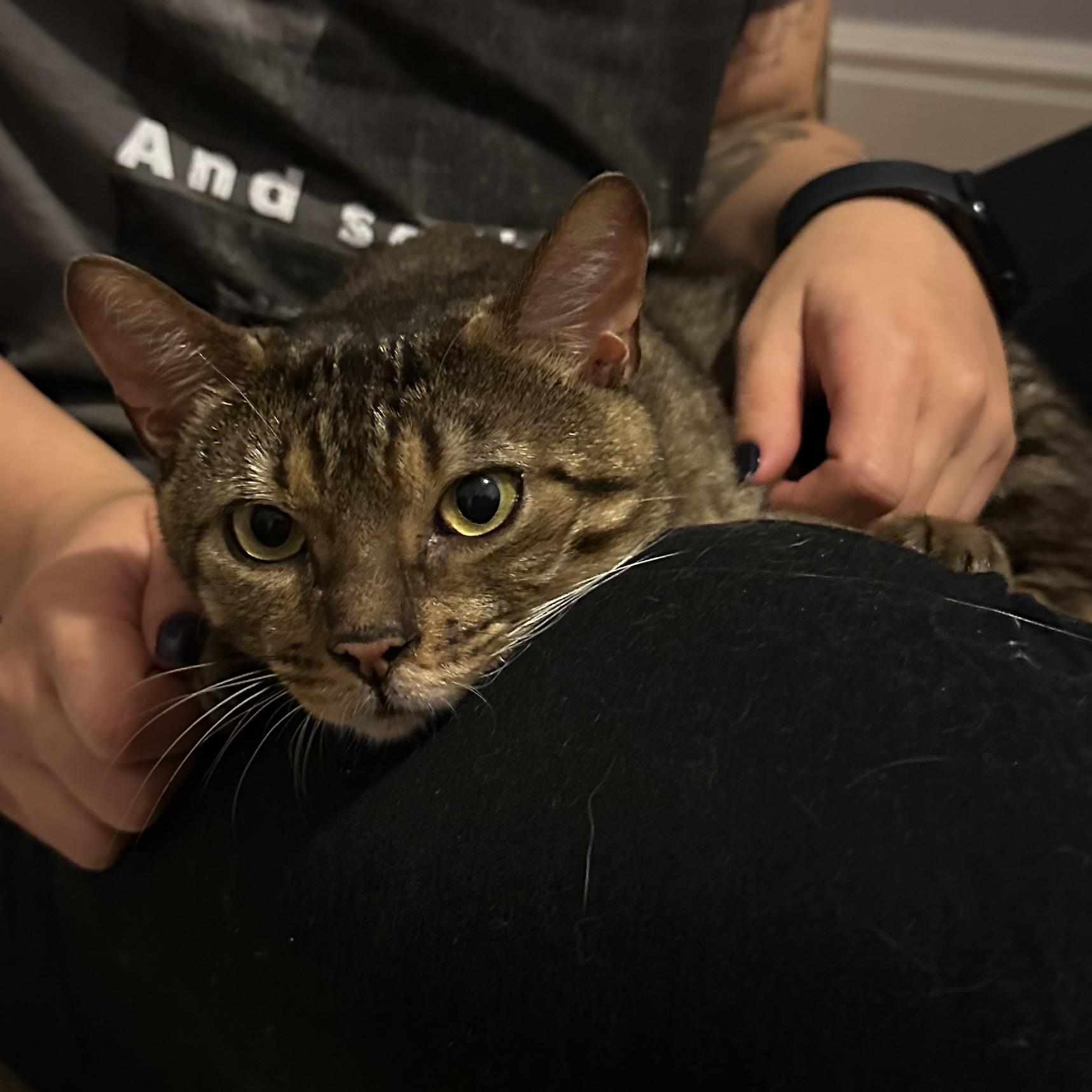 Biscotti, a ADOPTABLE Domestic Short Hair in Mississauga, ON image 5/5