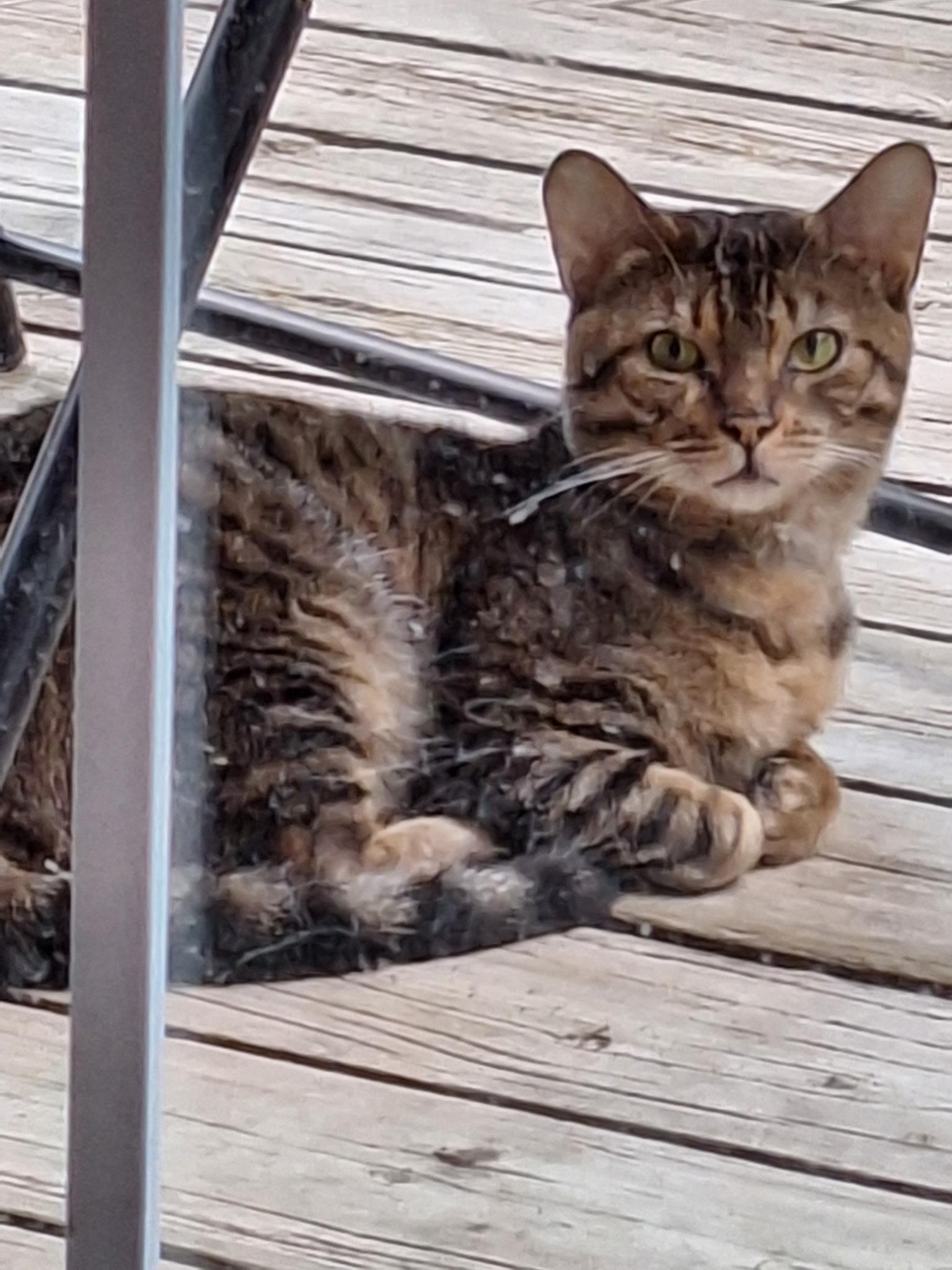 Biscotti, ADOPTABLE, Kitten Male Domestic Short Hair.