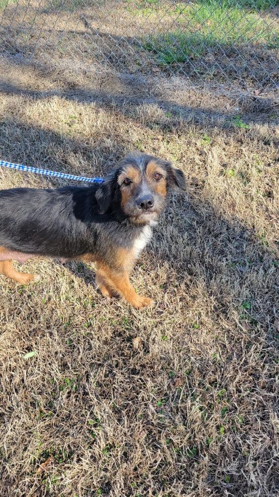 Sandy, Adoptable, Young Female Terrier & Mixed Breed.