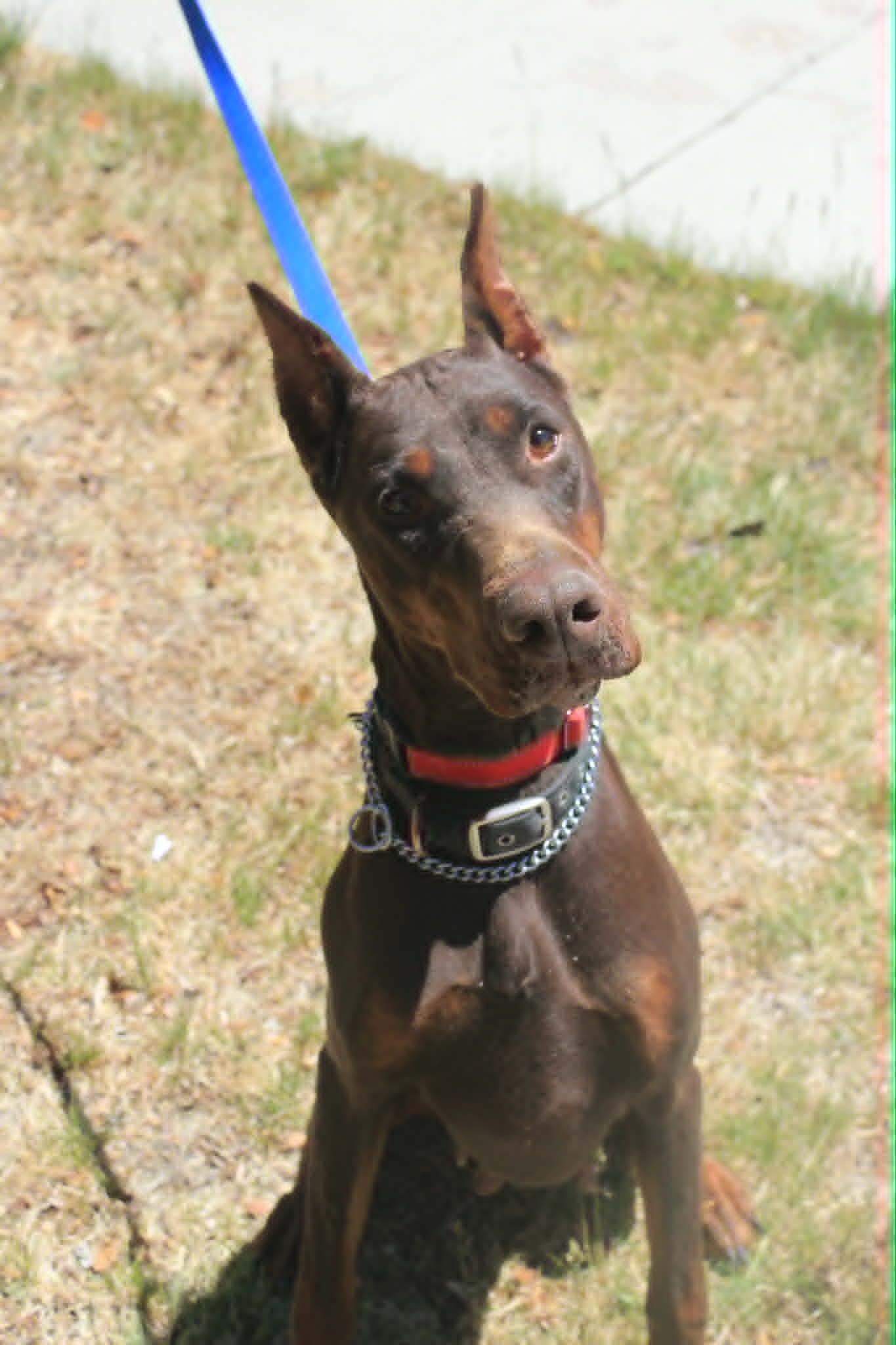 Enlarge Ada, a Adoptable Doberman Pinscher in Denver, CO image 1/2