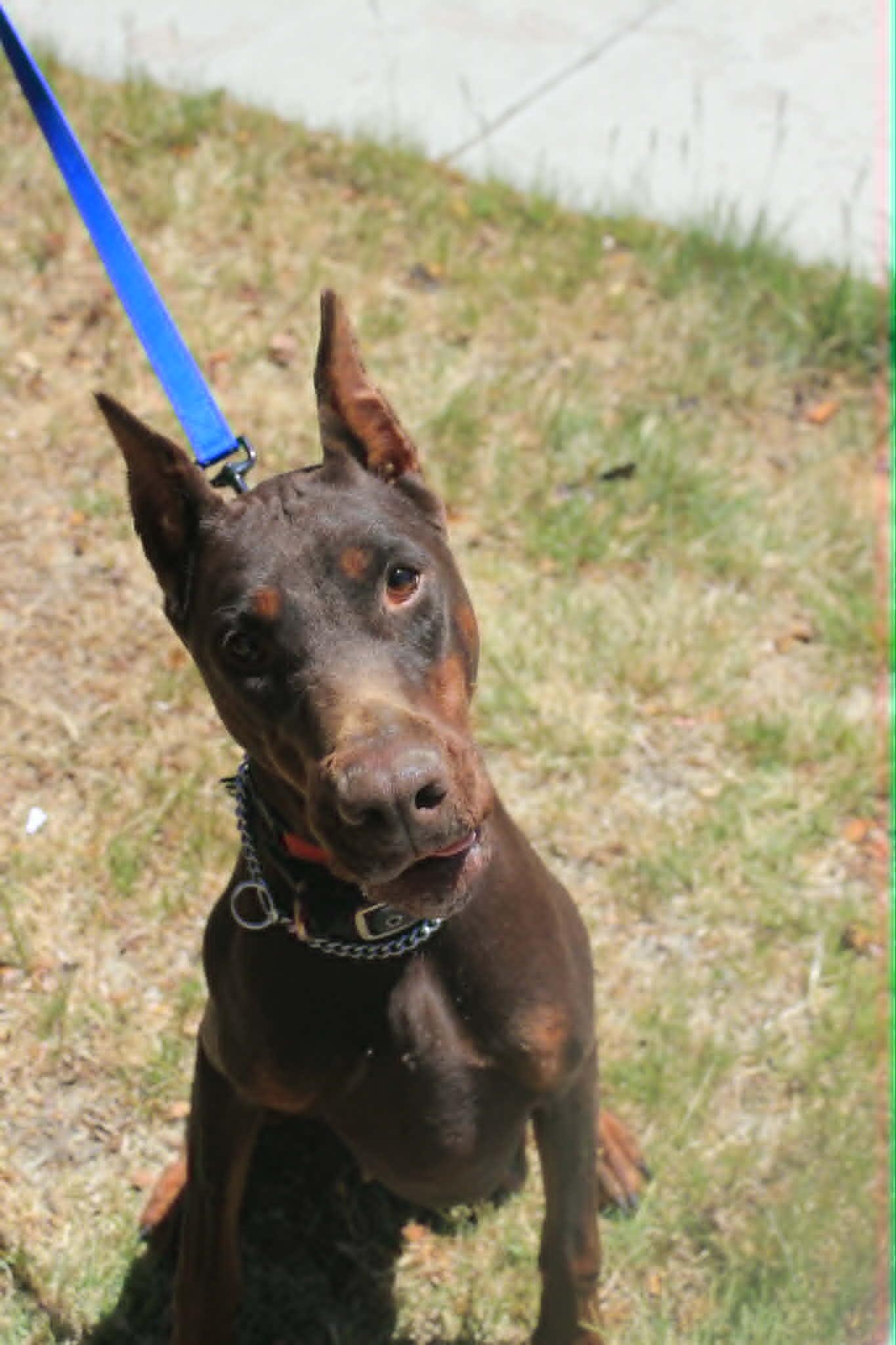 Enlarge Ada, a Adoptable Doberman Pinscher in Denver, CO image 2/2