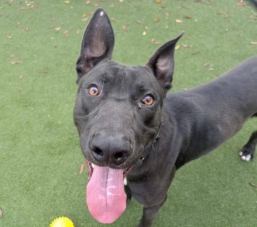 KOA, Adoptable, Young Male Labrador Retriever & Pit Bull Terrier.