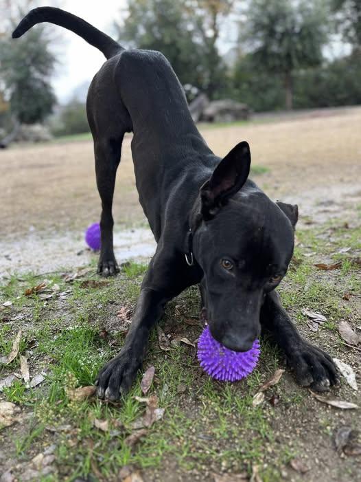 Enlarge KOA, a Adoptable mixed breed in Martinez, CA image 1/1