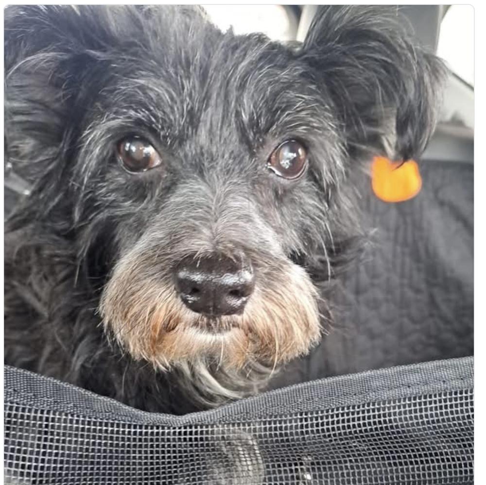 Enlarge Leo II, a Adoptable mixed breed in LA GRANGE PARK, IL image 1/1