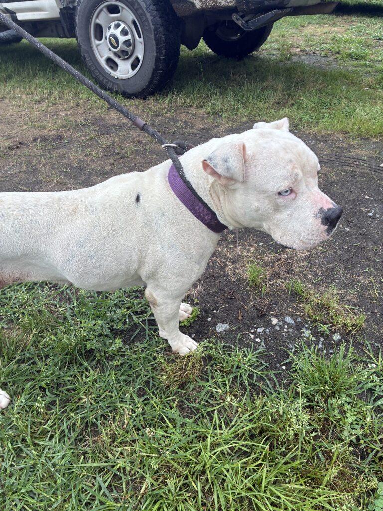 Angel, a ADOPTABLE mixed breed in Woodbine, GA image 2/3