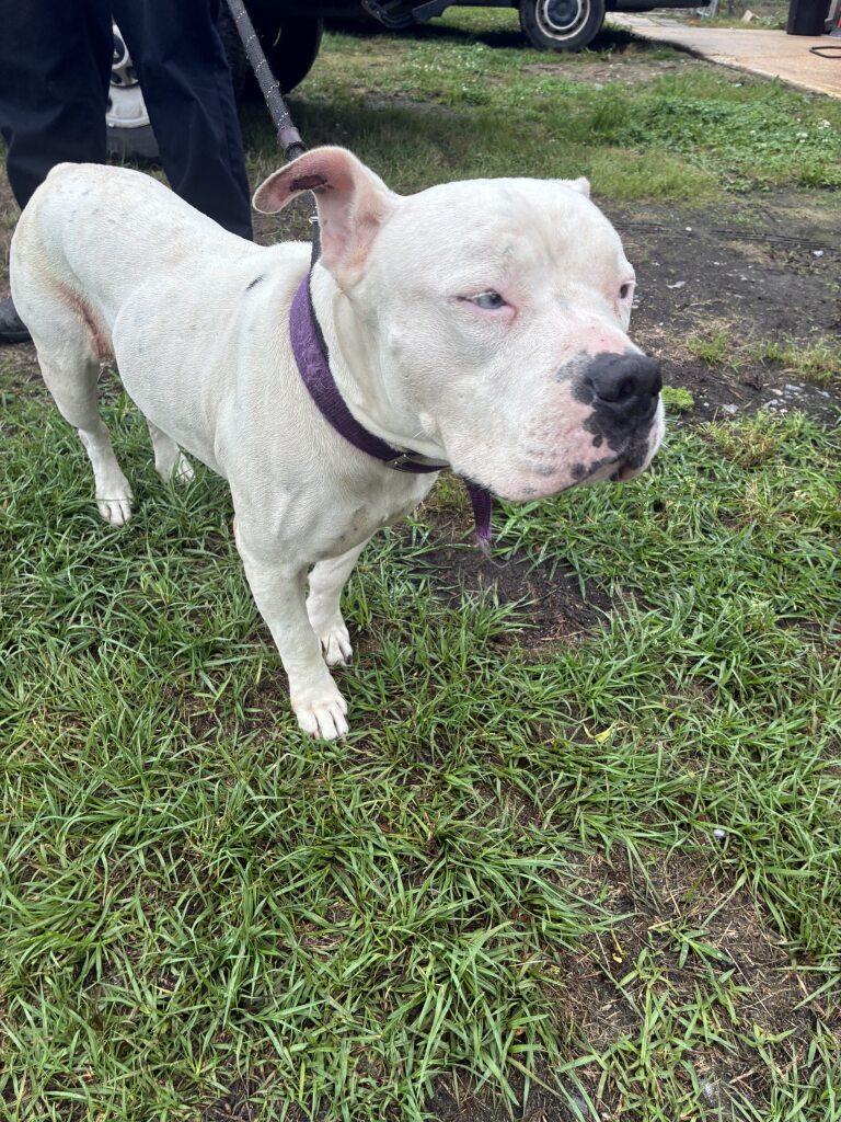 Angel, a ADOPTABLE mixed breed in Woodbine, GA image 3/3