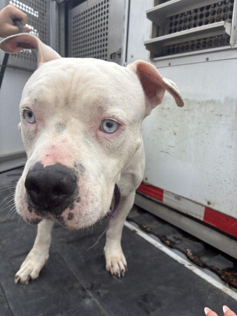 Angel, a ADOPTABLE mixed breed in Woodbine, GA image 1/3