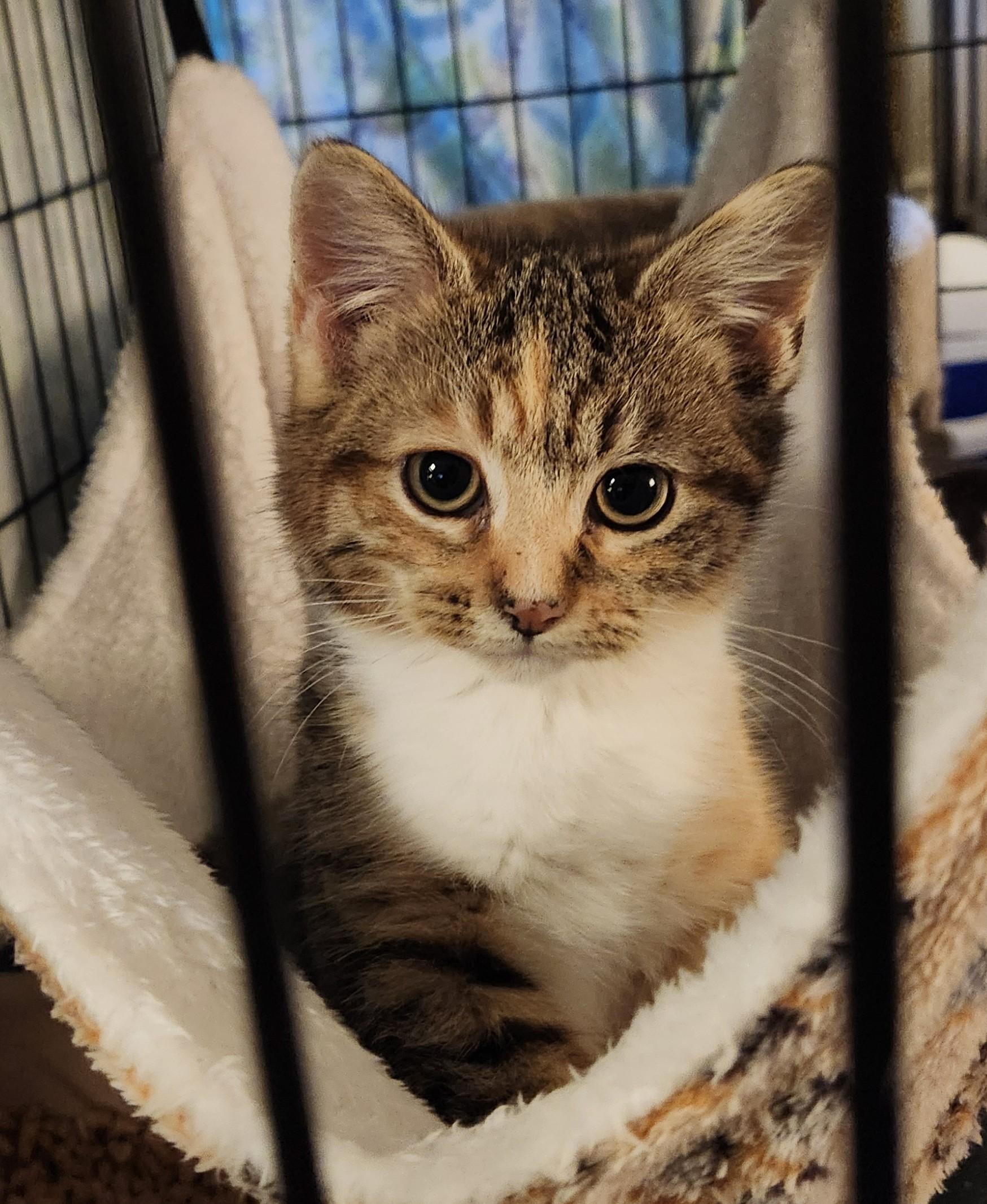 Hazel, adopted, Kitten Female Domestic Short Hair & Tabby.