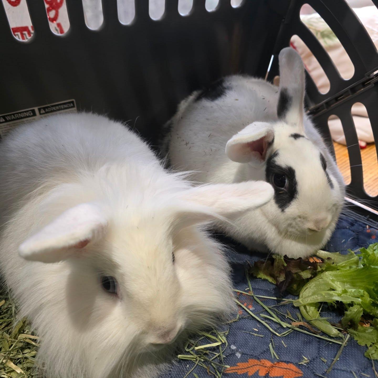 Enlarge Becky & Kayleigh, a ADOPTABLE mixed breed in Seymour, CT image 2/2