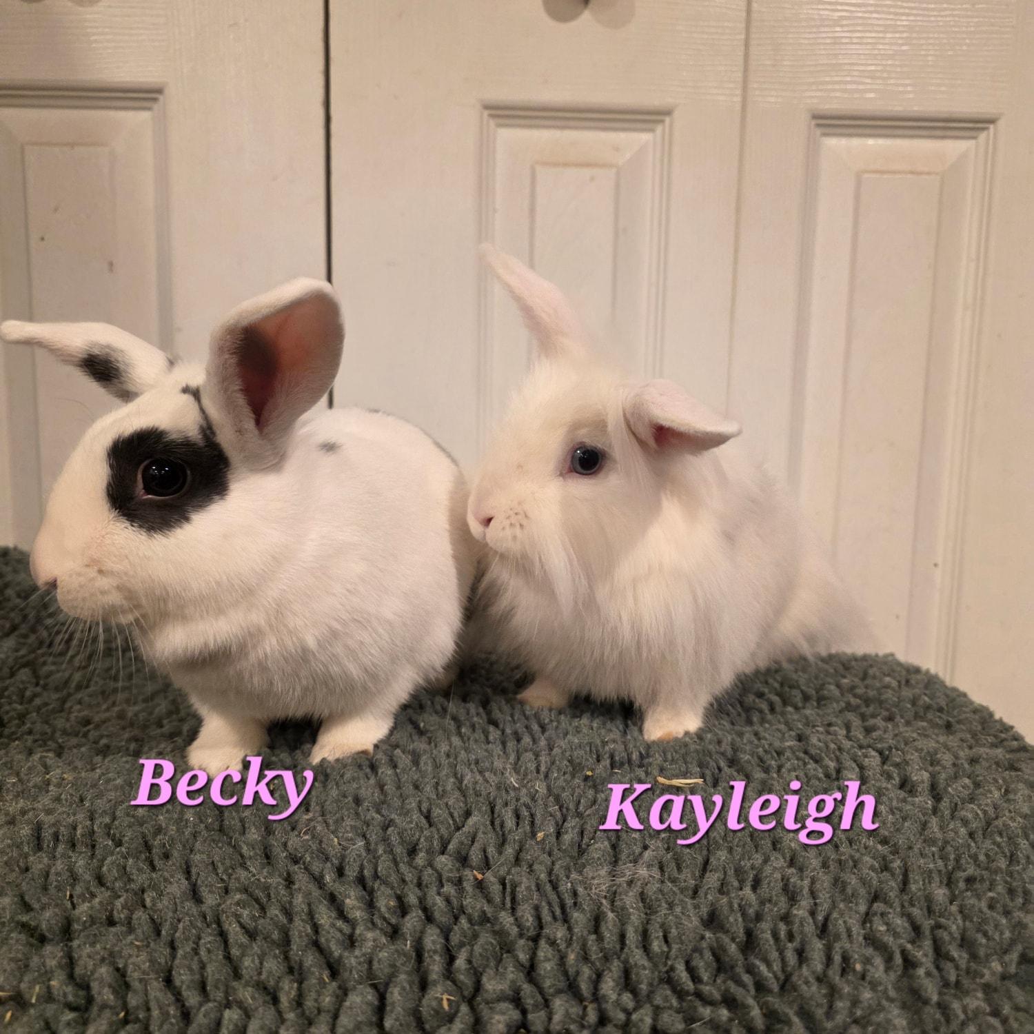 Becky & Kayleigh, ADOPTABLE, Adult Female Lionhead.