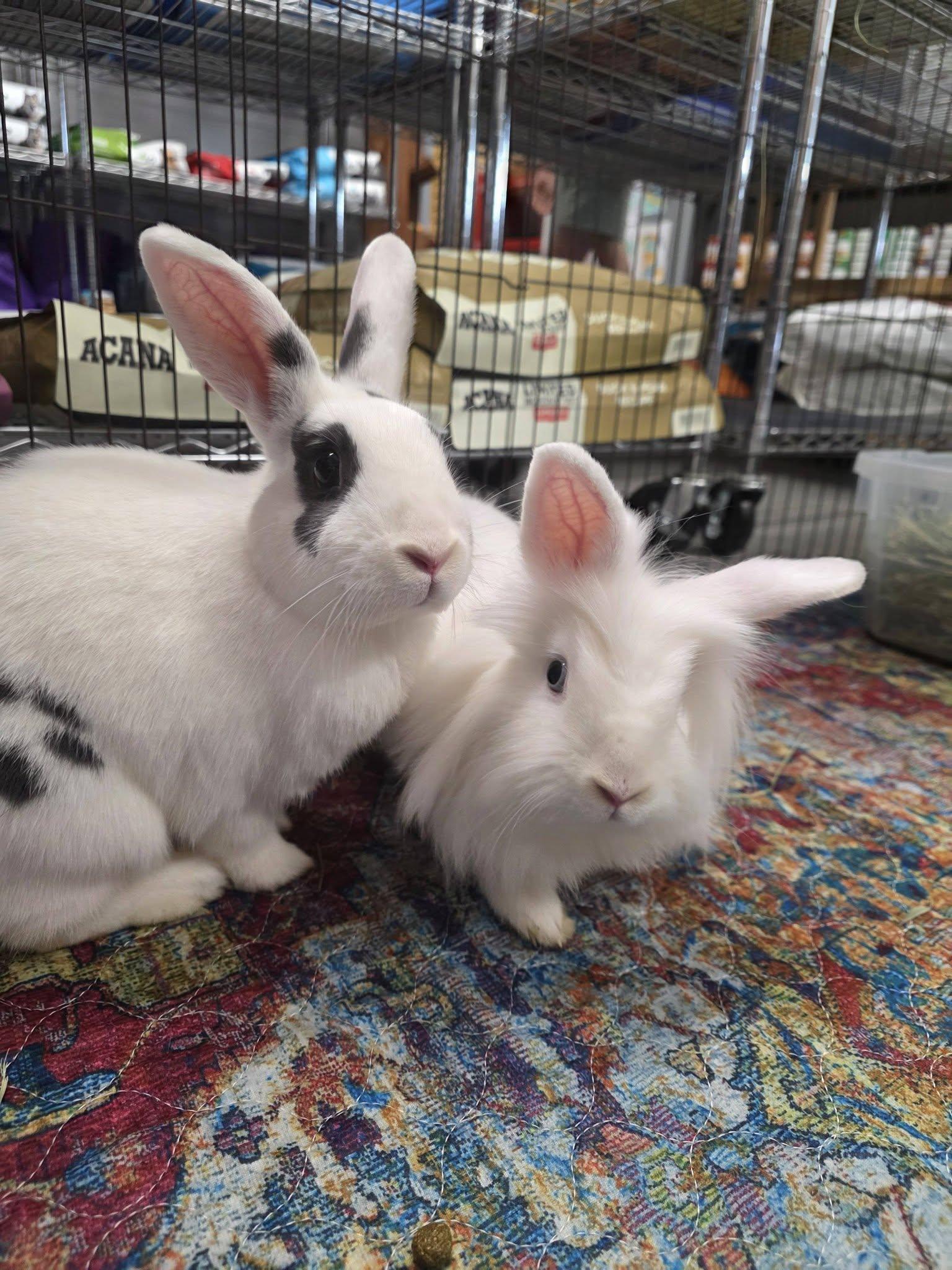 Becky & Kayleigh, a ADOPTABLE mixed breed in Seymour, CT image 3/3