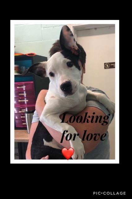 Enlarge Kiki, a Adopted mixed breed in Auburn, IN image 1/1
