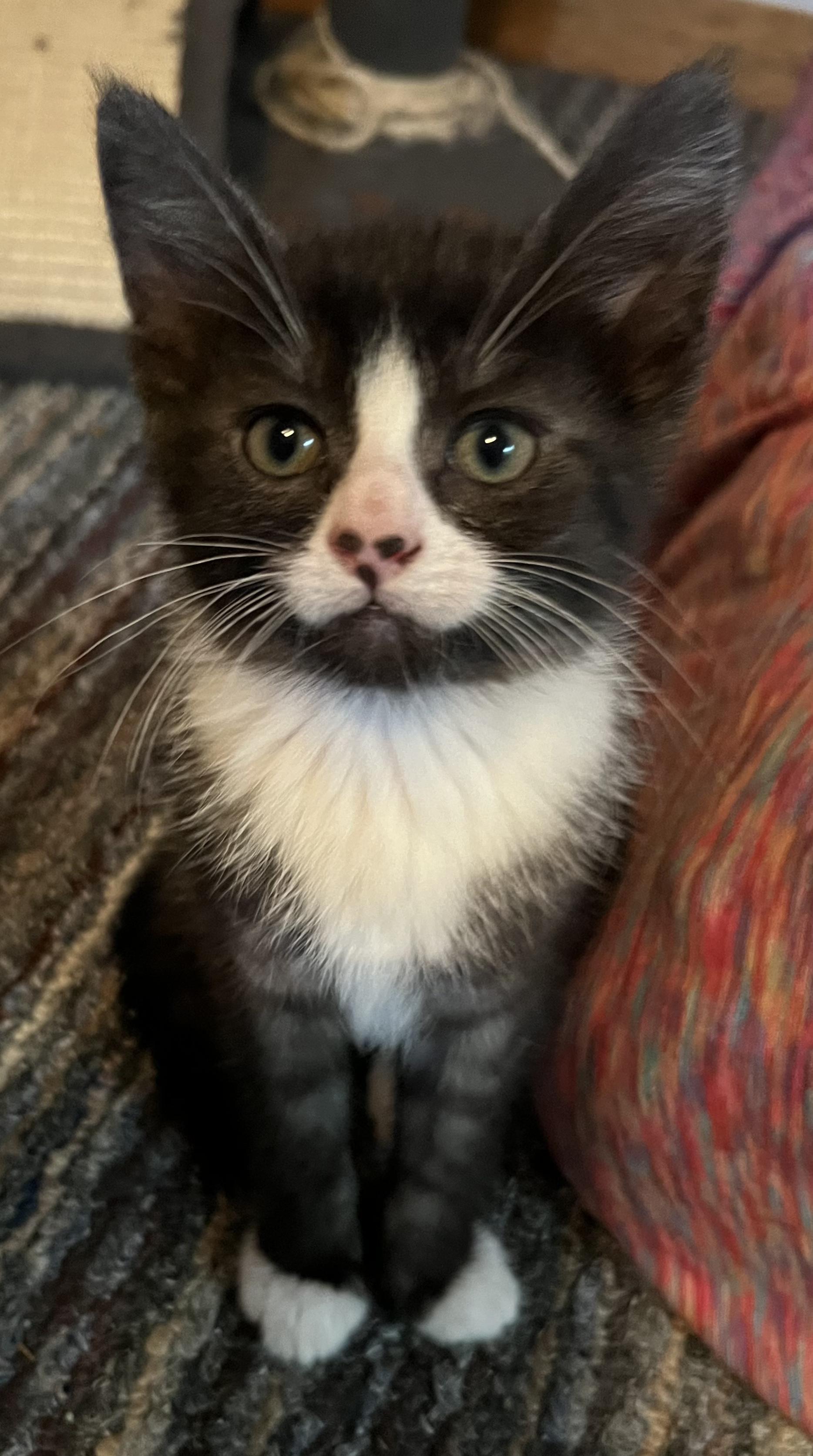 Enlarge Ora, a Adopted Domestic Short Hair in Little Falls, MN image 1/1