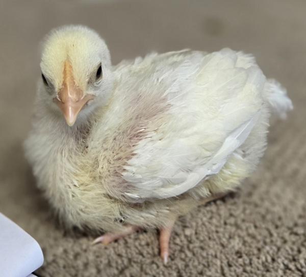 Enlarge Chickie, a Adoptable mixed breed in Monterey, CA image 1/6