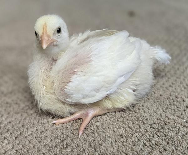 Enlarge Chickie, a Adoptable mixed breed in Monterey, CA image 2/6